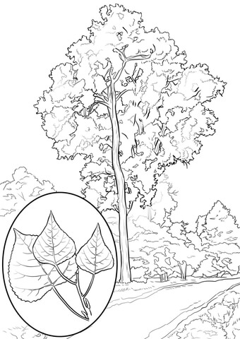 Eastern Cottonwood Coloring Page